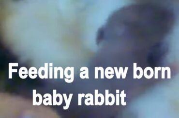 Feeding a newborn baby rabbit