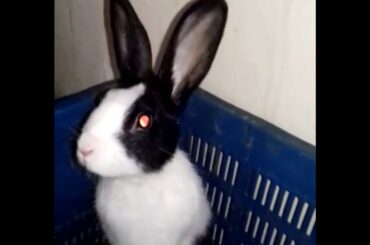 The cute and playful rabbit does not saturate him