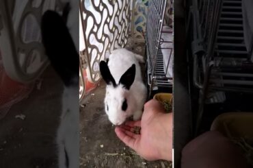 My cute bunny rabbit 3