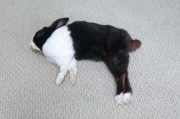 Rabbit Jumping In His Sleep