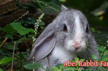 Rabbit