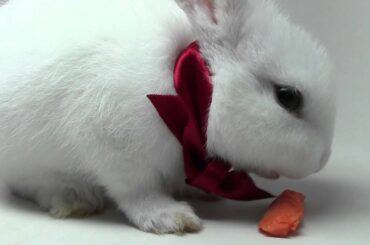 Bunny rabbit eating carrots very-very fast))))