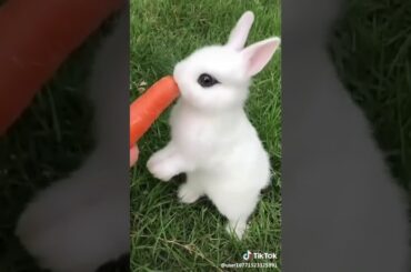 Cute rabbit video