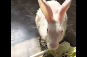 RABBIT FUN WITH BABY BUNNY