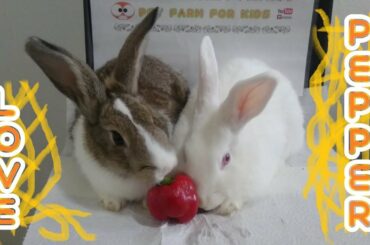 Rabbit eating red pepper ASMR & Rabbits Romeo and Juliet