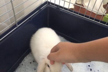 My pet rabbit 🐇 [CUTE]