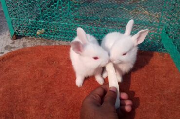 EATING CHALLENGE BETWEEN CUTE RABBIT