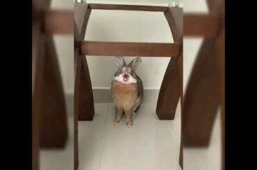 My Bunny Yawns
