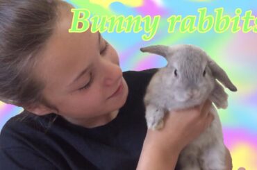 Cute bunny rabbits 🐰