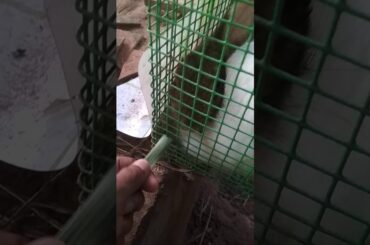 Cute little Rabbits