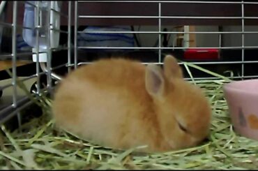 Cute Bunny Rabbit in the land of Nod!! Netherland Dwarf 居眠りするうさちゃん