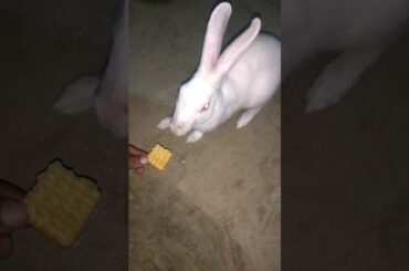 Cute Rabbit Dinner Time.
