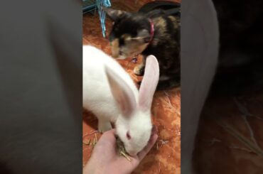 Cute rabbit - my lovely pet