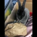 Rabbit Eating Hay