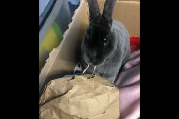 Rabbit Eating Hay