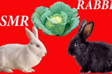 ASMR |  RABBIT EATING CABBAGE | BABY RABBIT SOUNDS | MUKBANG