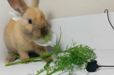 Cute Rabbit Eating Dill ASMR Greens / my Pets ASMR