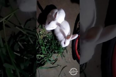 Cute  rabbit