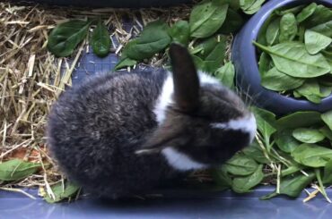 Cute Baby Bunnies Eating 🐰🐰🐰