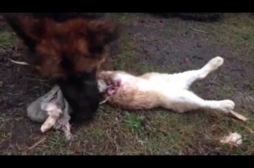 My dog devoured a whole rabbit