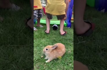 The rabbit is cute video by Alexander Chung