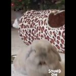 Aww Cute Rabbits but with Laughter 😂