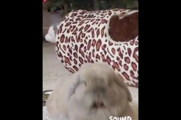 Aww Cute Rabbits but with Laughter 😂