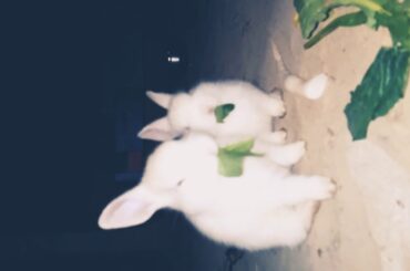 ##So cute rabbits ##eating palak 😍😍😍