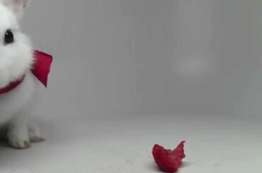 My baby rabbit eating raspberries. Very funny and cute.