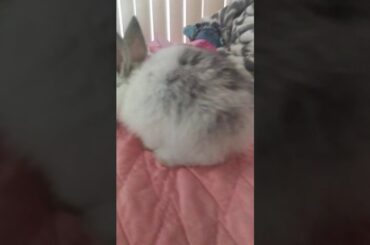 My cute bunny