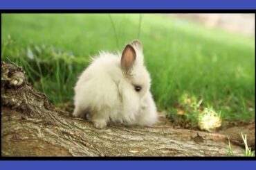 Lionhead rabbit cleaning his fur 🐇🐰 so cute 😍😍😍😍