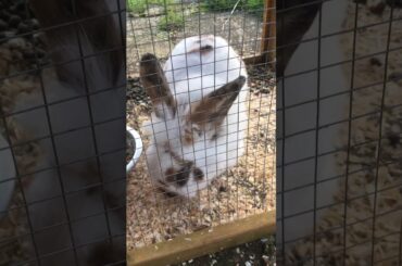 My pet rabbit is so cute