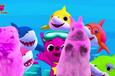 Baby Shark dance with Bunny | #BabySharkChallenge