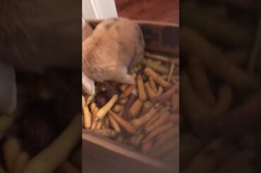 Not enough carrot