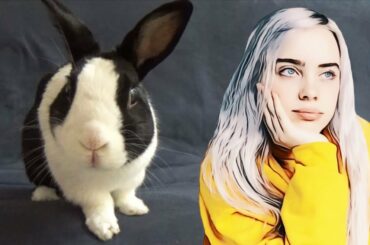 Rabbit and Billie Eilish Everything I Wanted