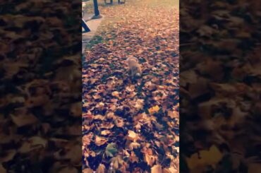 Cute rabbit