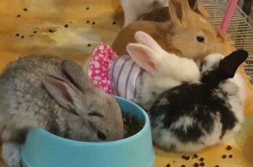 Cute rabbit drinking water at pet shop