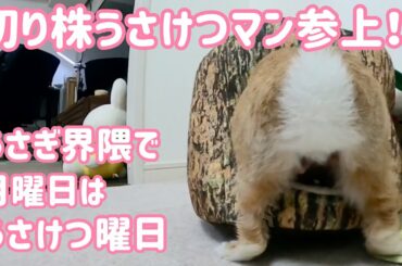【うさぎ】切り株うさけつマン参上！【かわいい】Cute rabbit hip #53