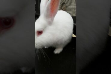 Cute bunny