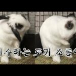 격하게 세수하는 귀여운 토끼 초롱이 모음(Cute bunny grooming compilation)