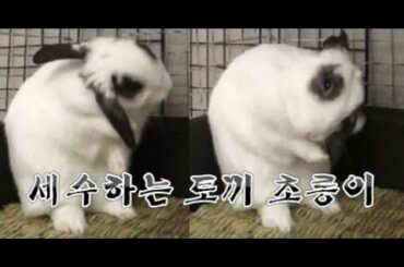 격하게 세수하는 귀여운 토끼 초롱이 모음(Cute bunny grooming compilation)