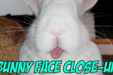 Bunny Face Close-Up!