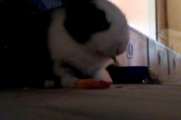 A cute cute baby bunny (it's from my sister)