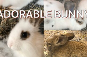 ADORABLE BUNNY/RABBIT