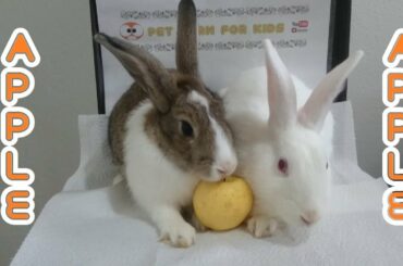 Rabbit eating crunchy apple ASMR #Rabbit #Kaninchen #Conejo #ラビット#кролик