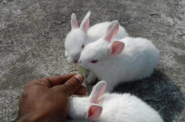 CUTE BABY RABBIT EATING