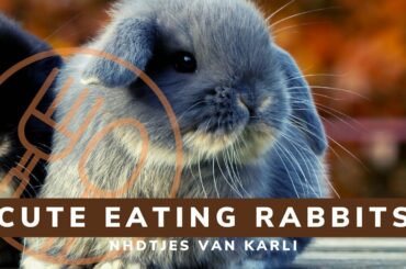 Hoe schattig konijnen brokjes eten 😆 - How cute bunnies are when eating pallats 😆
