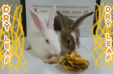 Rabbit Eating Dry leaf ASMR & 먹방 #rabbit #bunny #먹방 #mukbang #eating show