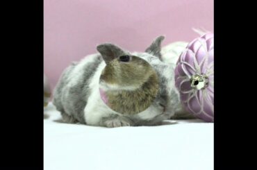 Cute baby rabbits #20