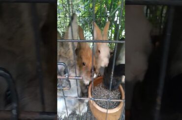 My rabbit cute